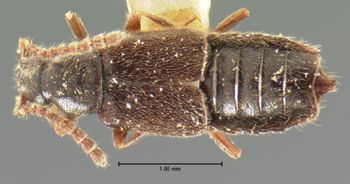 Media type: image;   Entomology 6562 Aspect: habitus dorsal view